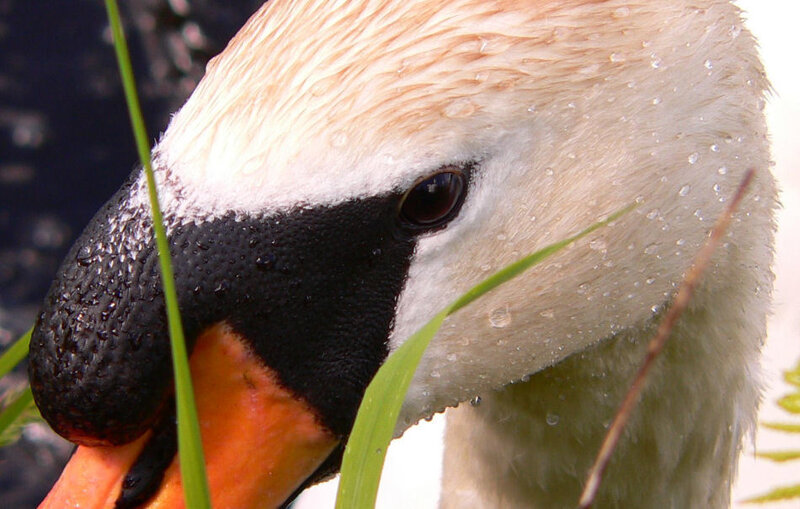 Swan with Wet Feathers