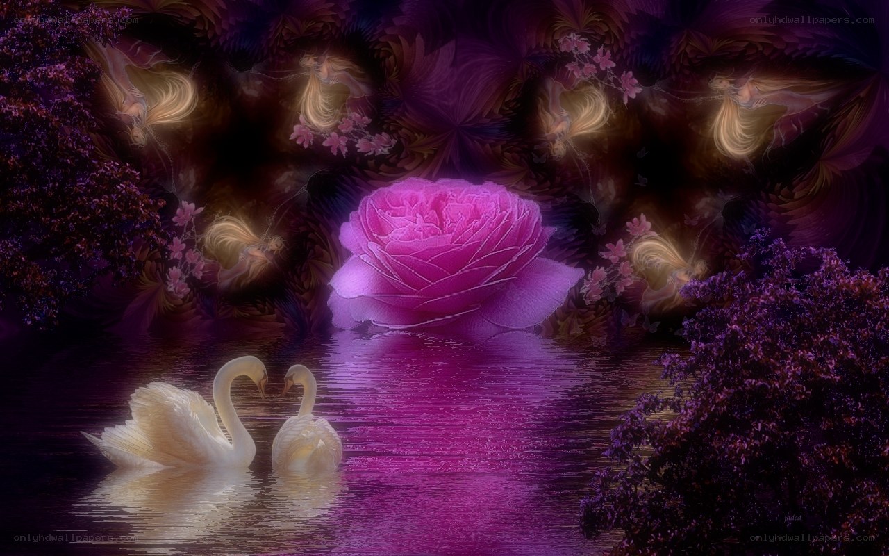 Swans and a glowing rose