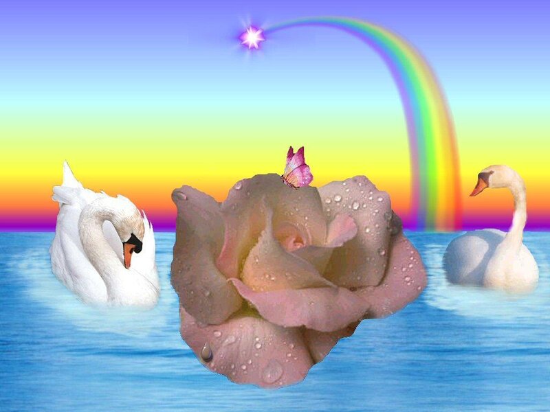 Swans and a rose with rainbow