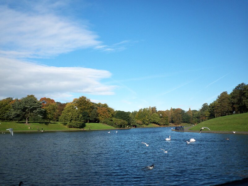 Swans and Birds on Lake