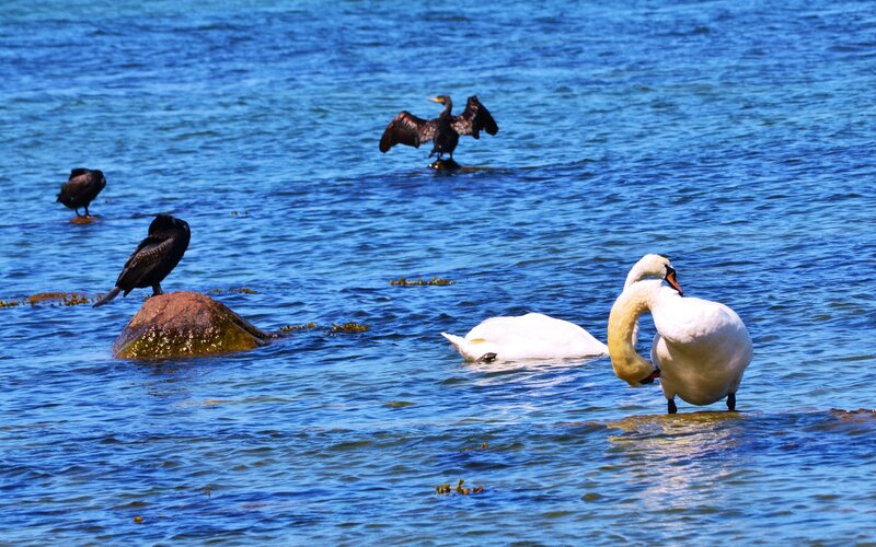 Swans and Cormorants