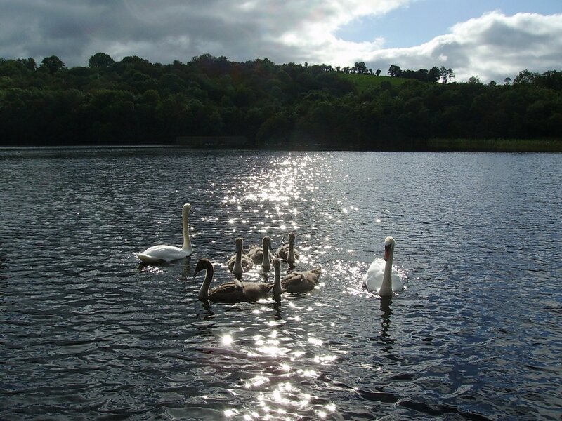 Swans and Cygnets — Blue