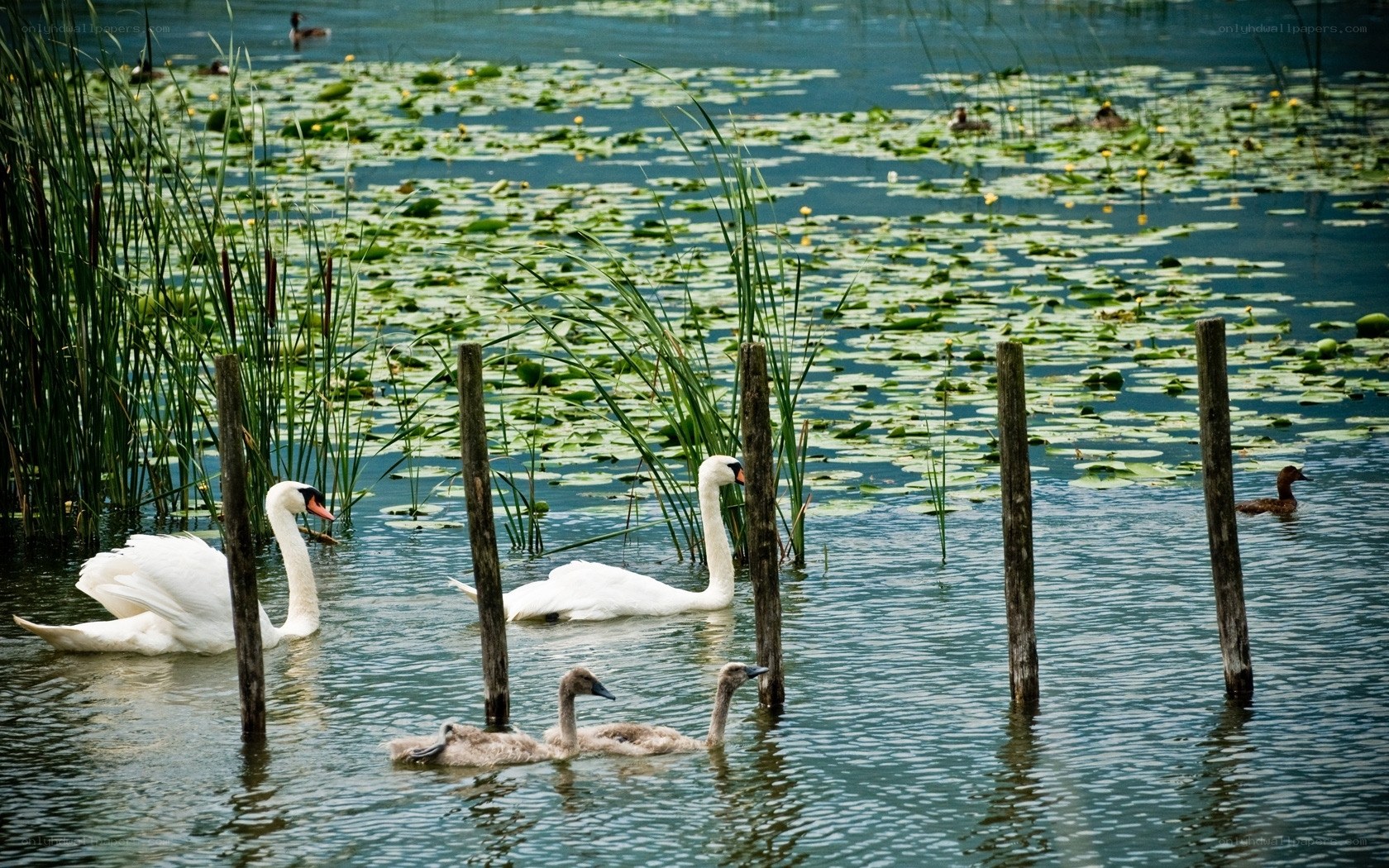 Swans and cygnets on a lily pond