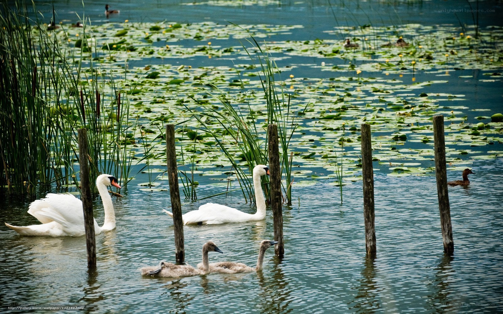 Swans and cygnets on a pond