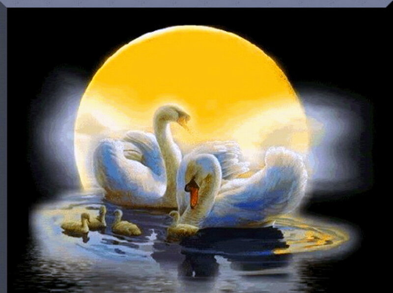 Swans and Cygnets