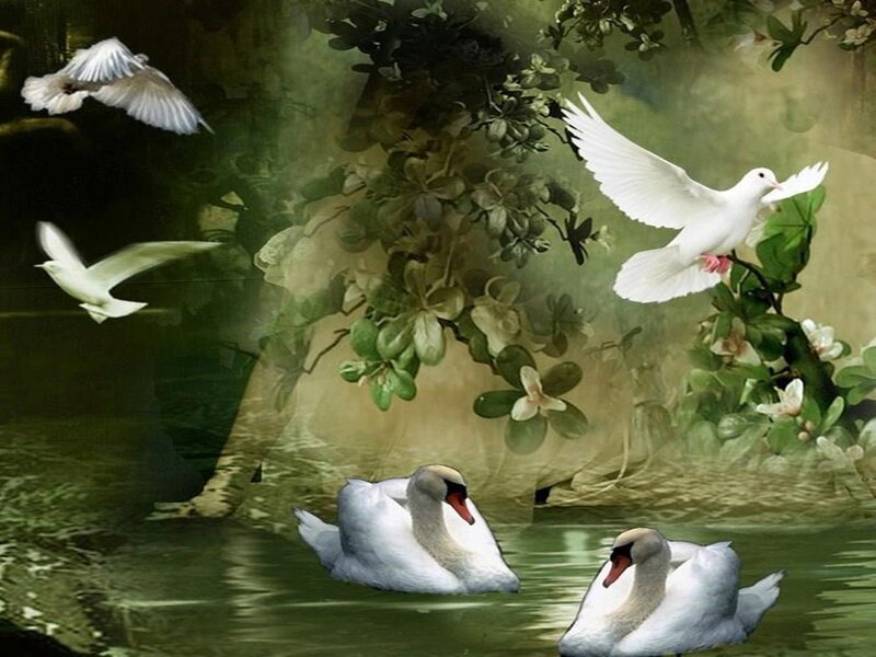 Swans and Doves in Pond