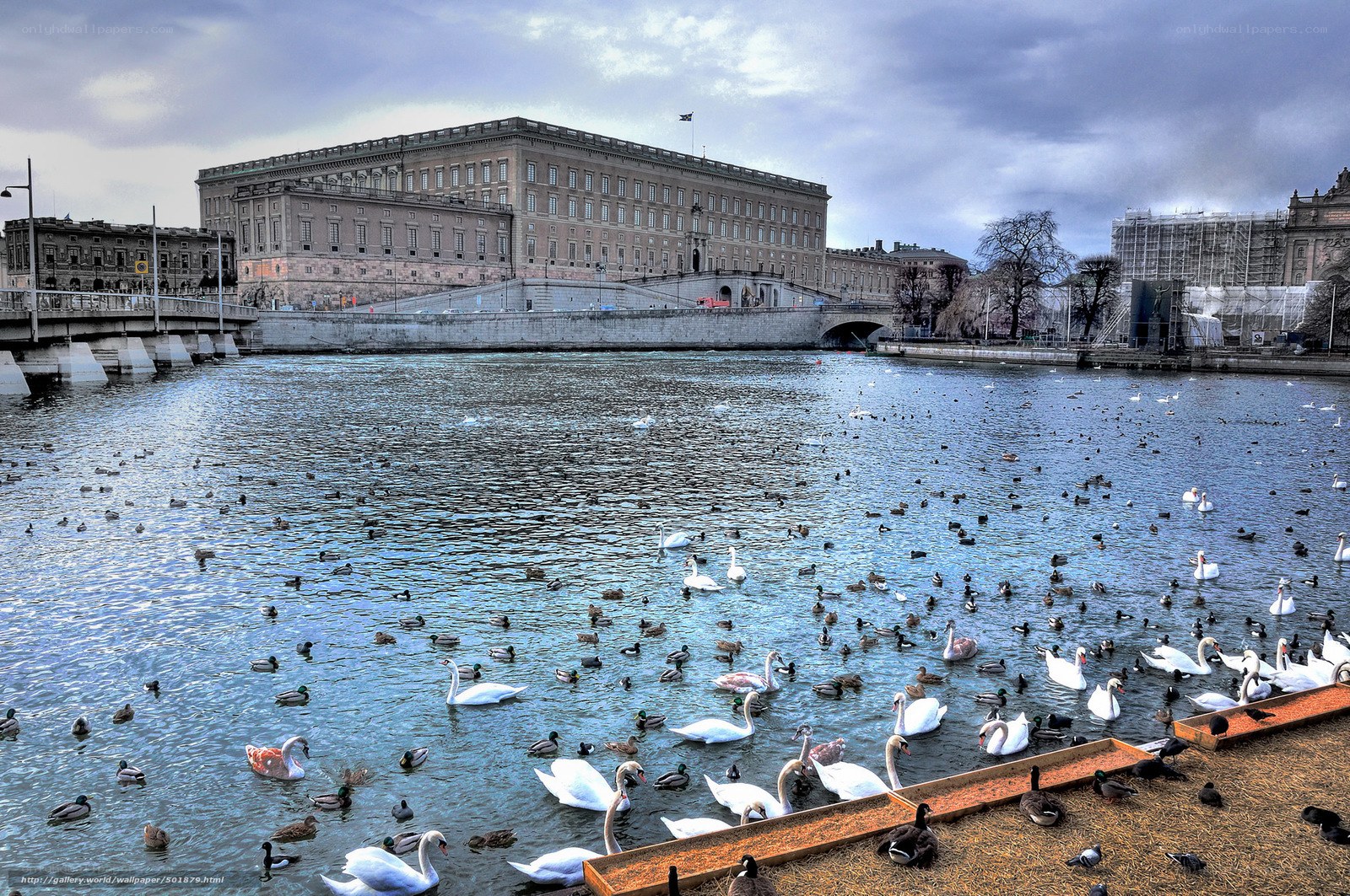 Swans and ducks at a palace