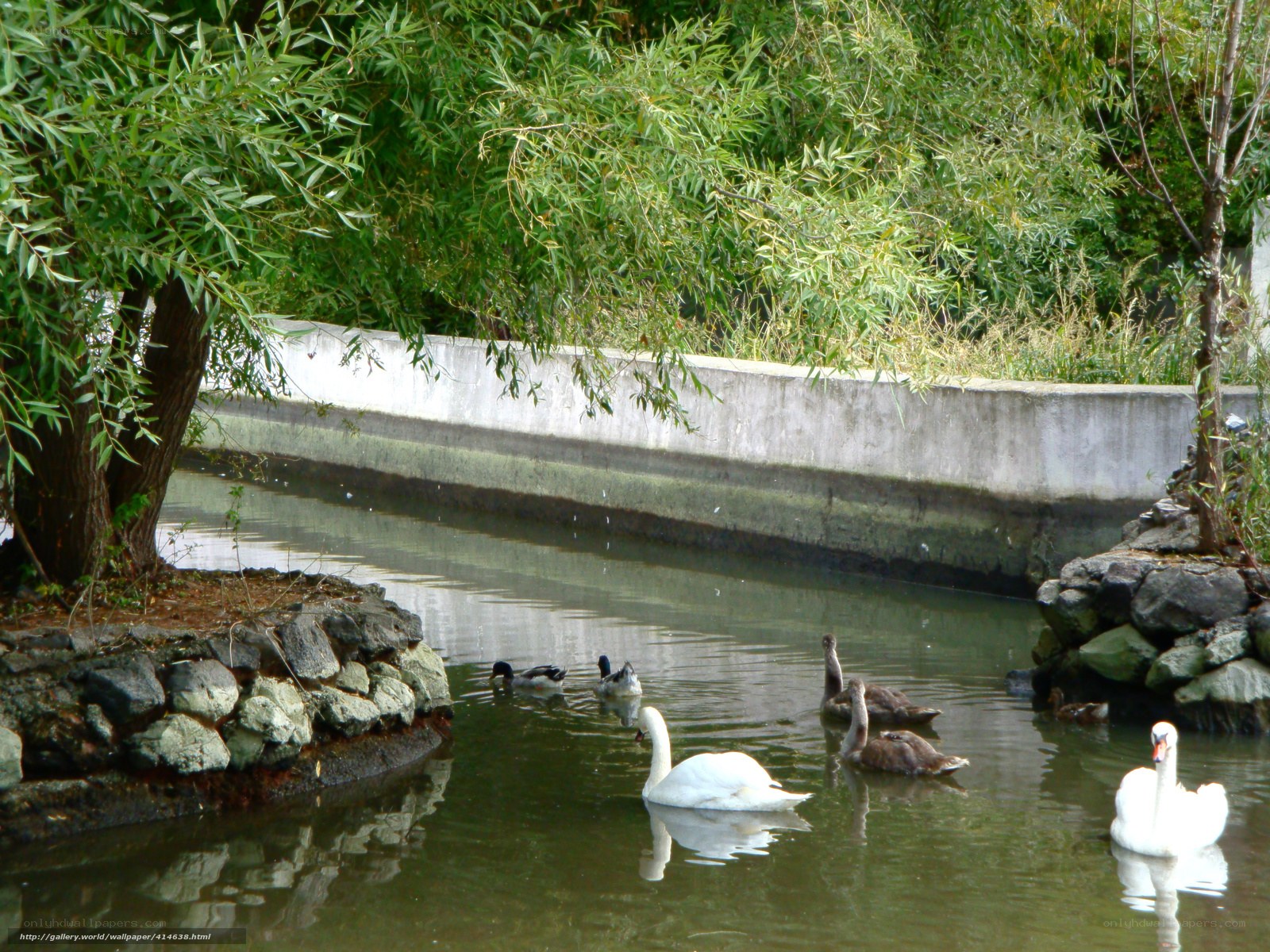 Swans and ducks in a pond