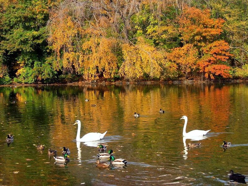 Swans and ducks in autumn