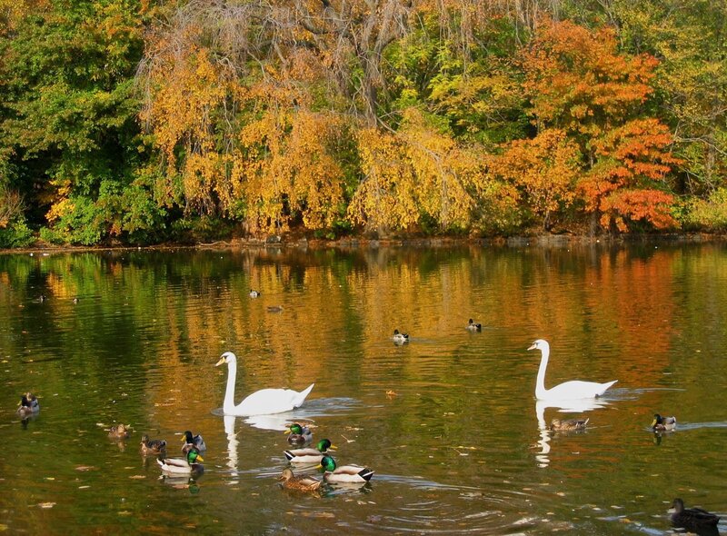Swans and Ducks in Pond