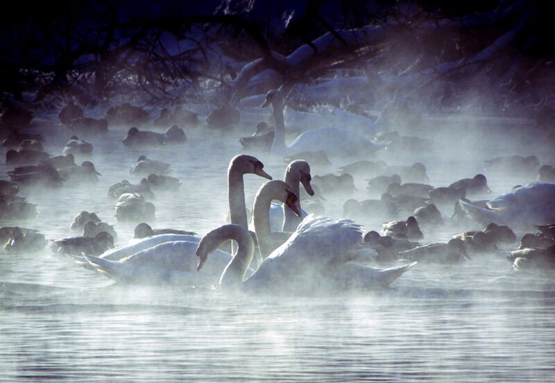 Swans and Ducks in Water