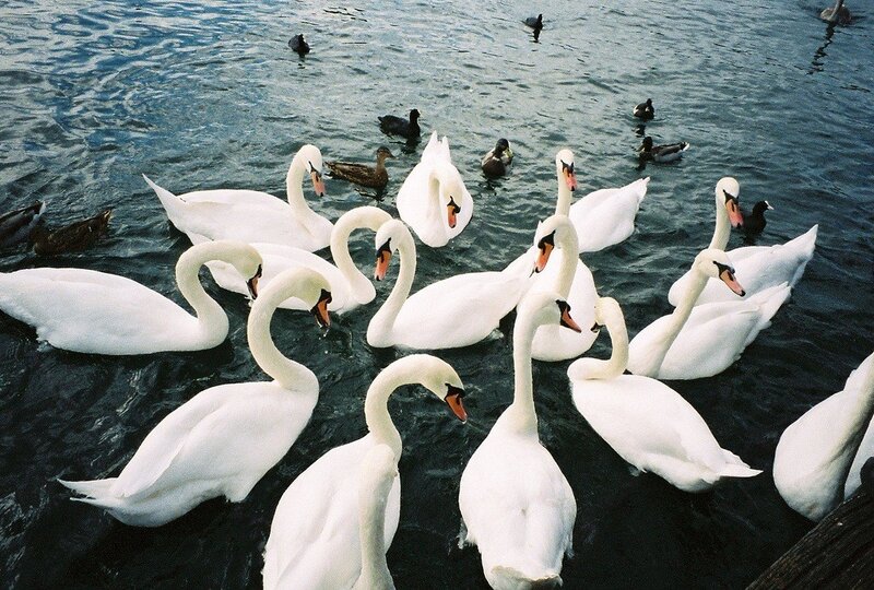 Swans and ducks on a lake