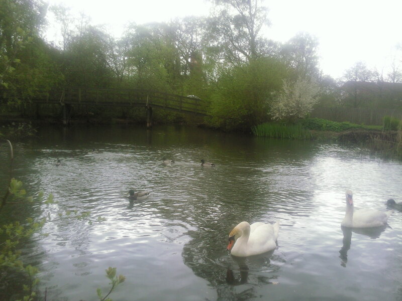 Swans and ducks on a misty pond