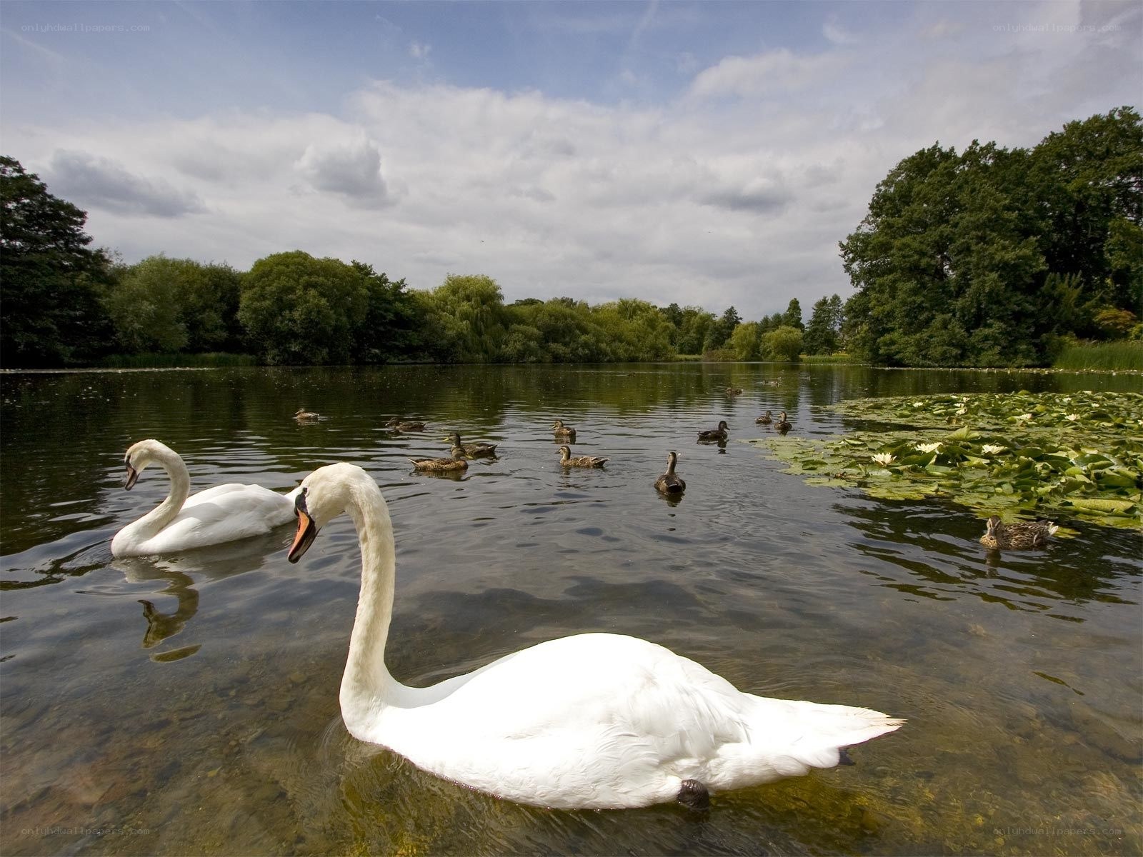 Swans and ducks on a pond
