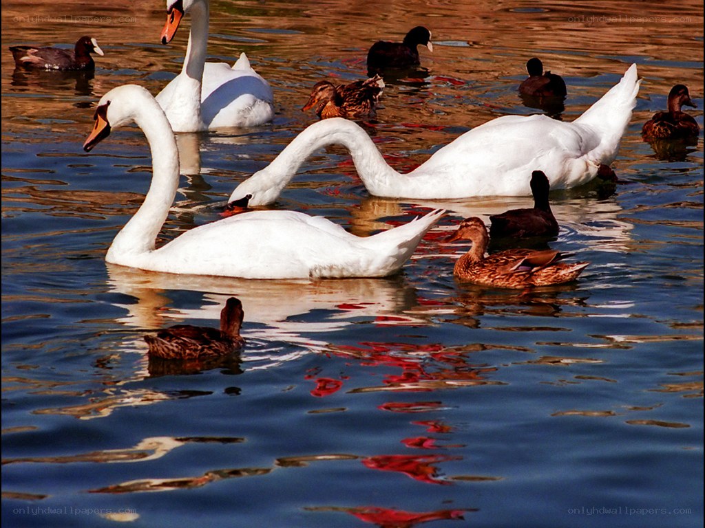 Swans and ducks on a pond