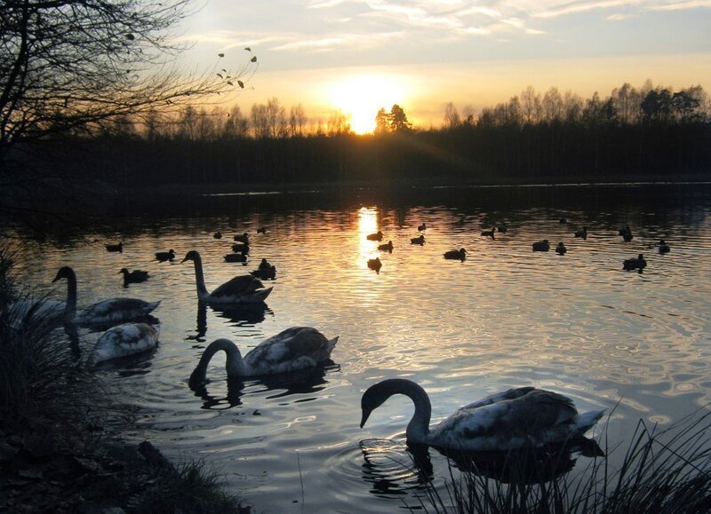 Swans and Ducks on Lake
