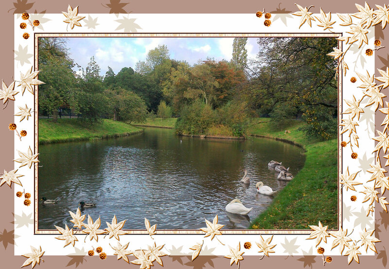 Swans and Ducks on Pond