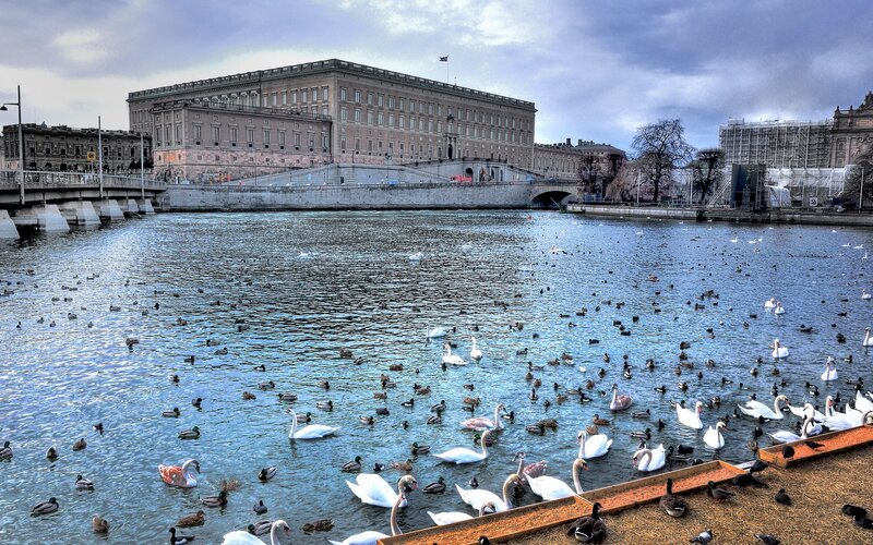 Swans and Ducks on Water