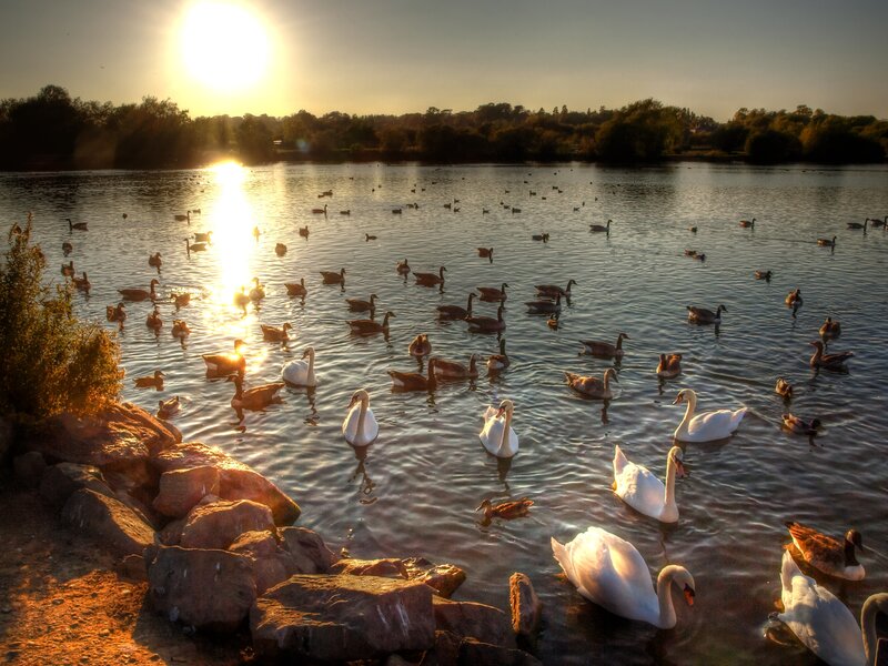 Swans and Geese on Lake