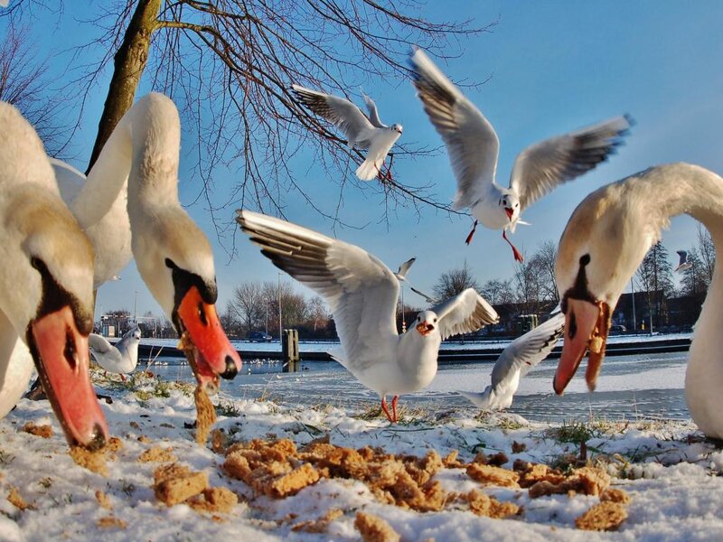 Swans and Seagulls Eating
