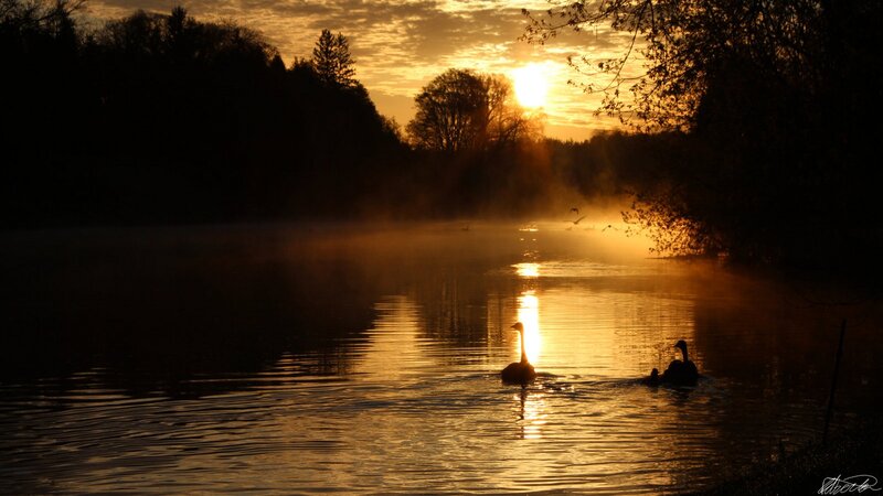 Swans at sunrise on a misty lake