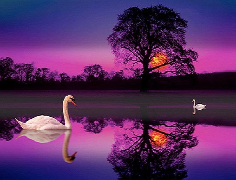 Swans at sunset by a tree