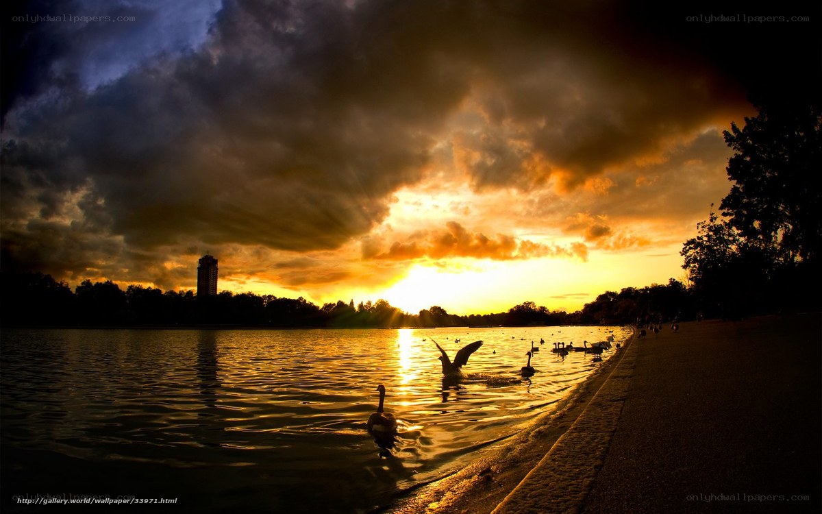 Swans at Sunset by the Lake