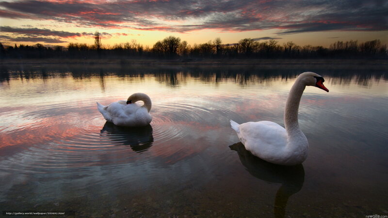 Swans at sunset on a calm lake