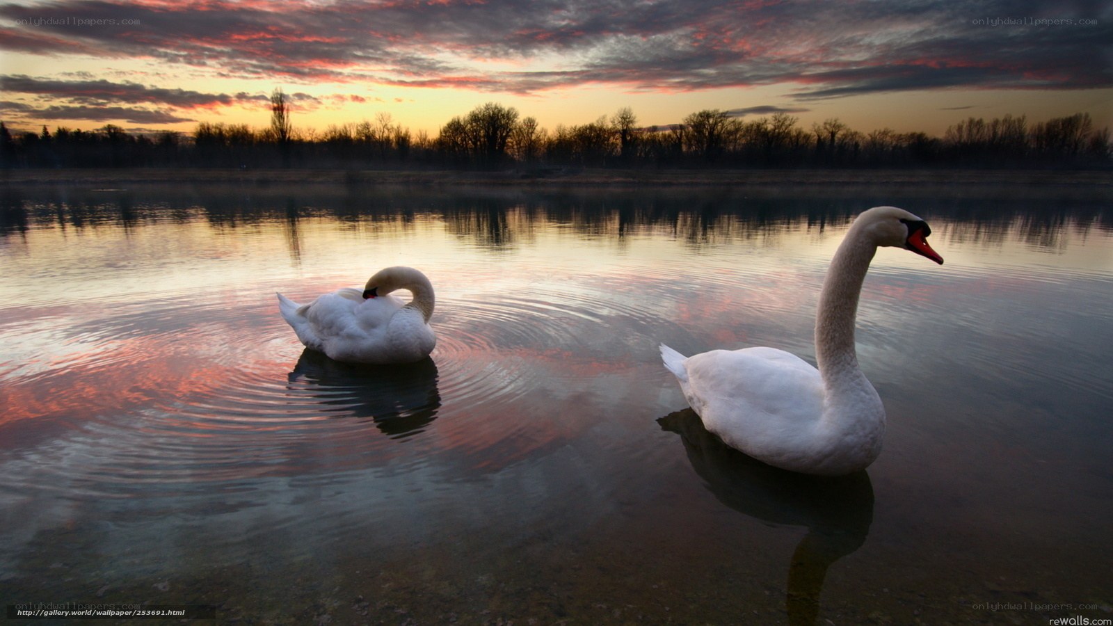 Swans at sunset on a calm lake