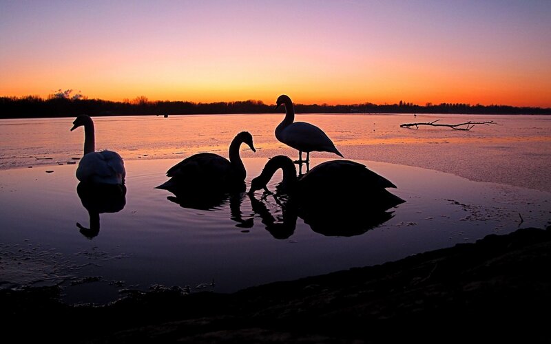 Swans at sunset on a frozen lake