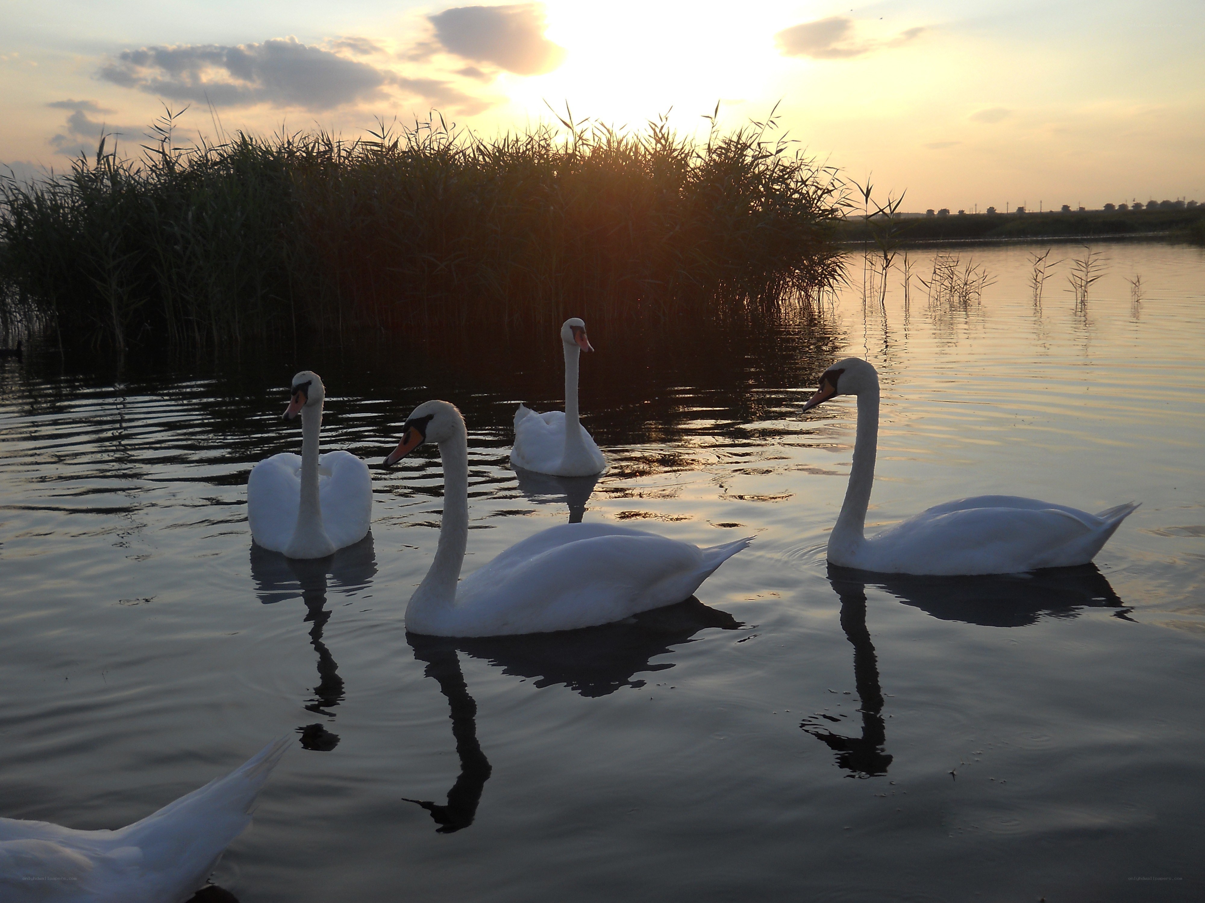 Swans at sunset on a lake