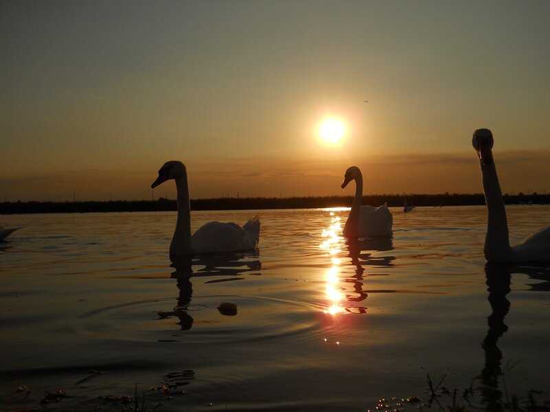 Swans at sunset on a lake