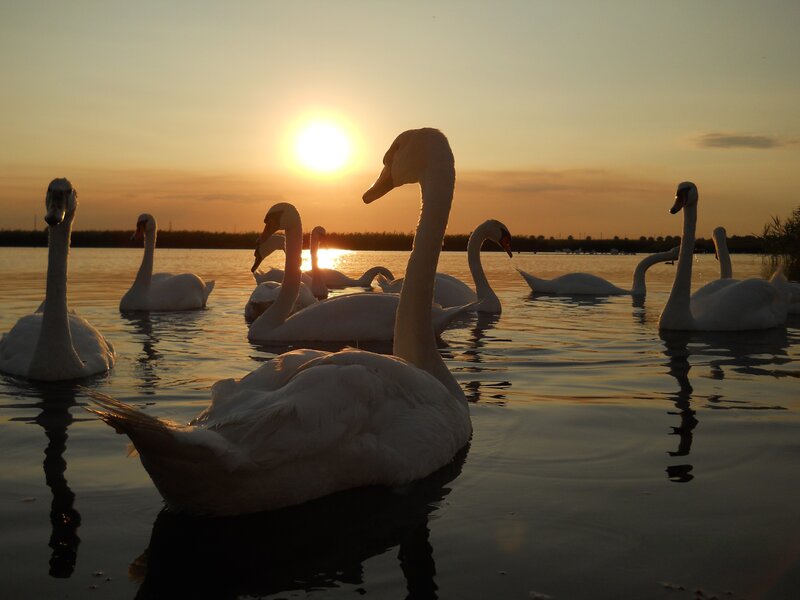 Swans at sunset on a lake
