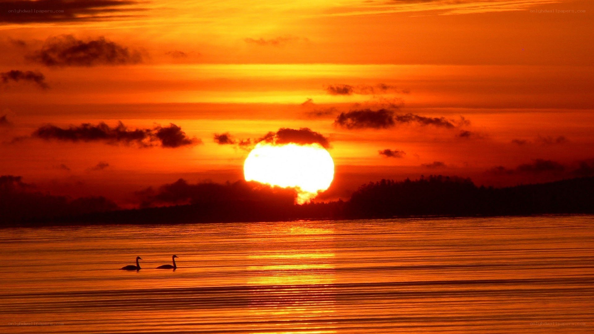Swans at sunset on a lake