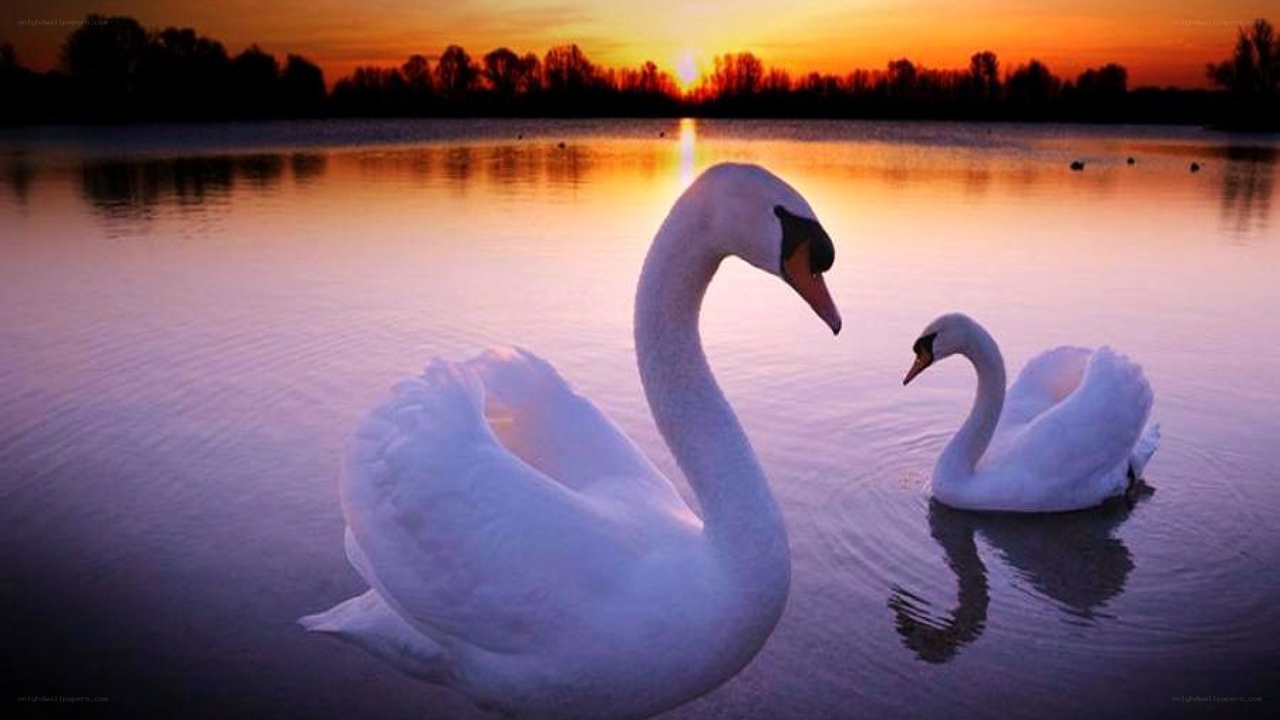 Swans at sunset on a lake
