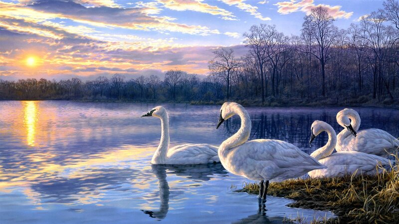 Swans at sunset on a lake