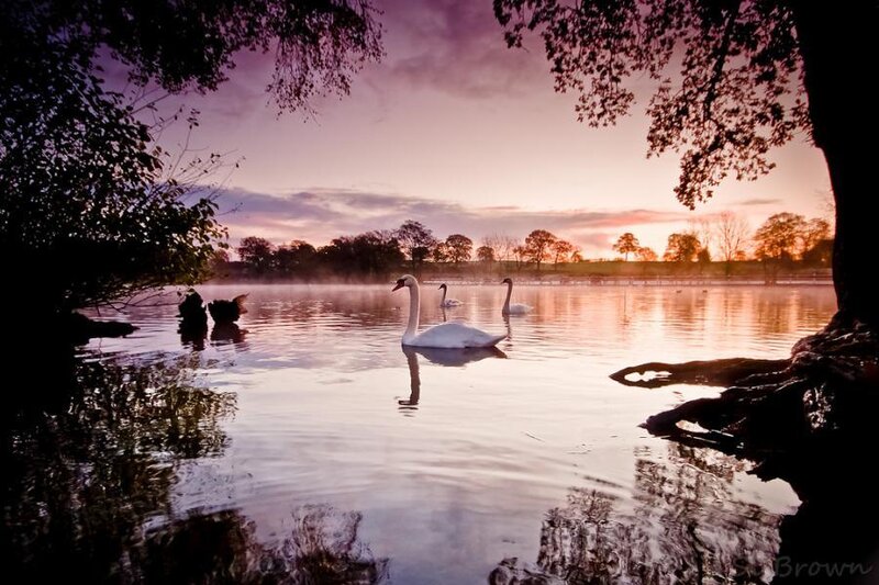 Swans at sunset on a lake