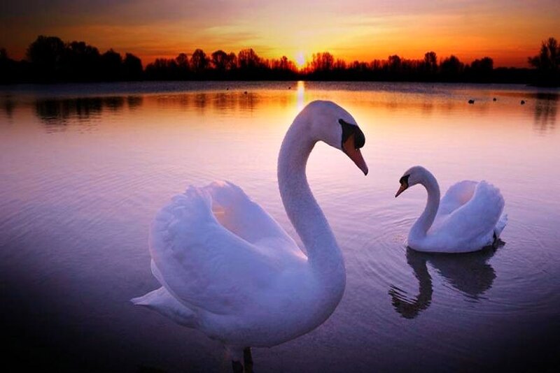 Swans at sunset on a lake