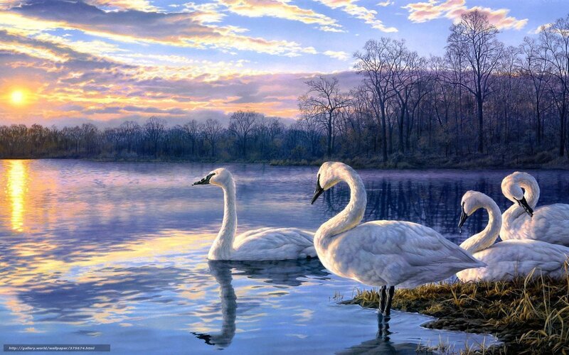 Swans at sunset on a lake