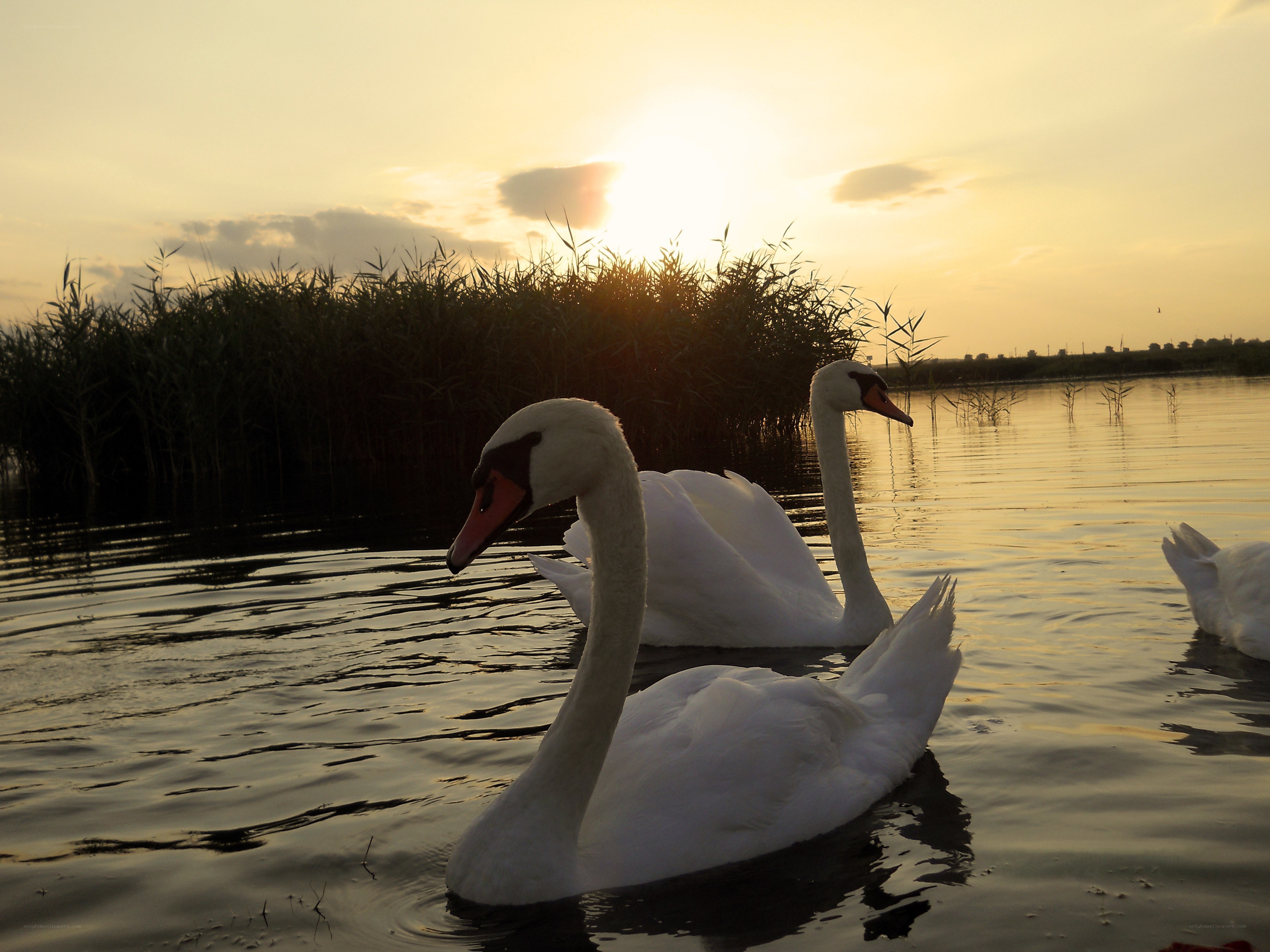Swans at sunset on a lake