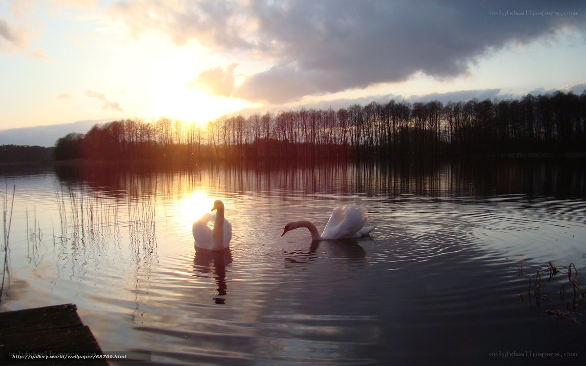 Swans at sunset on a lake