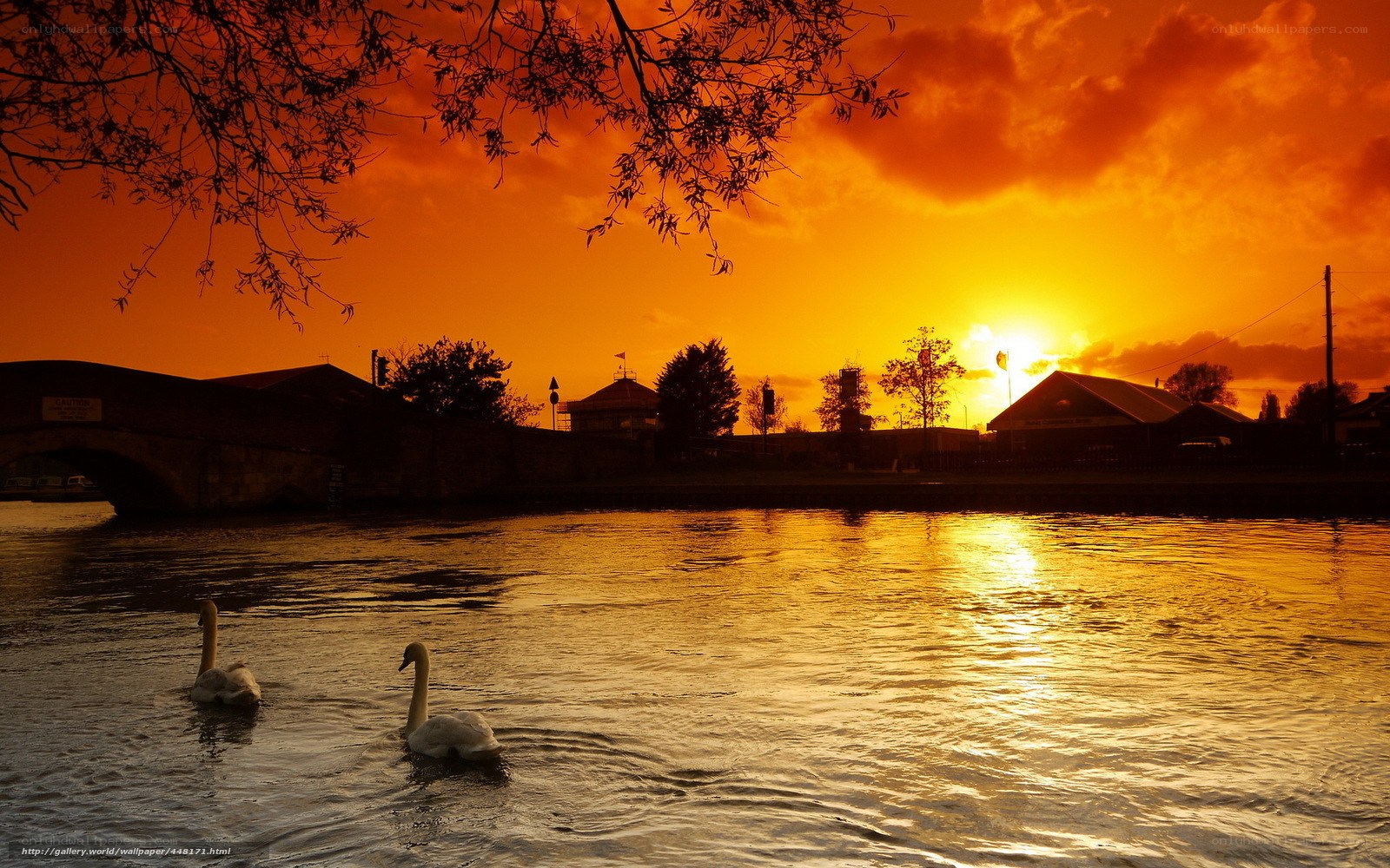 Swans at sunset on a river