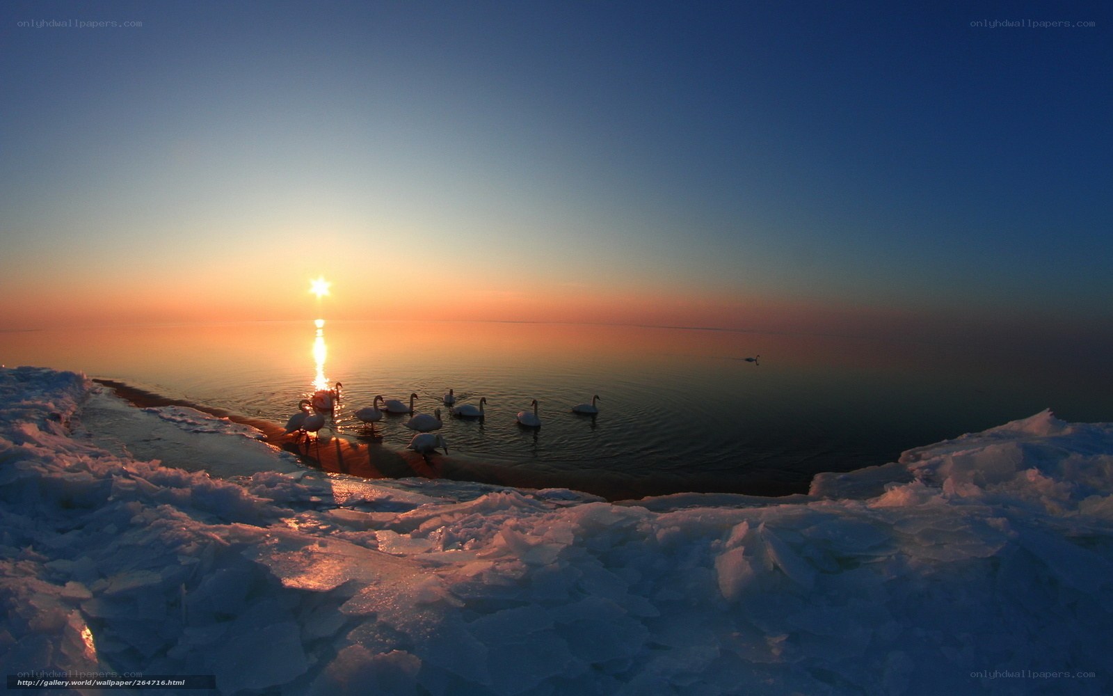 Swans at sunset on icy shore