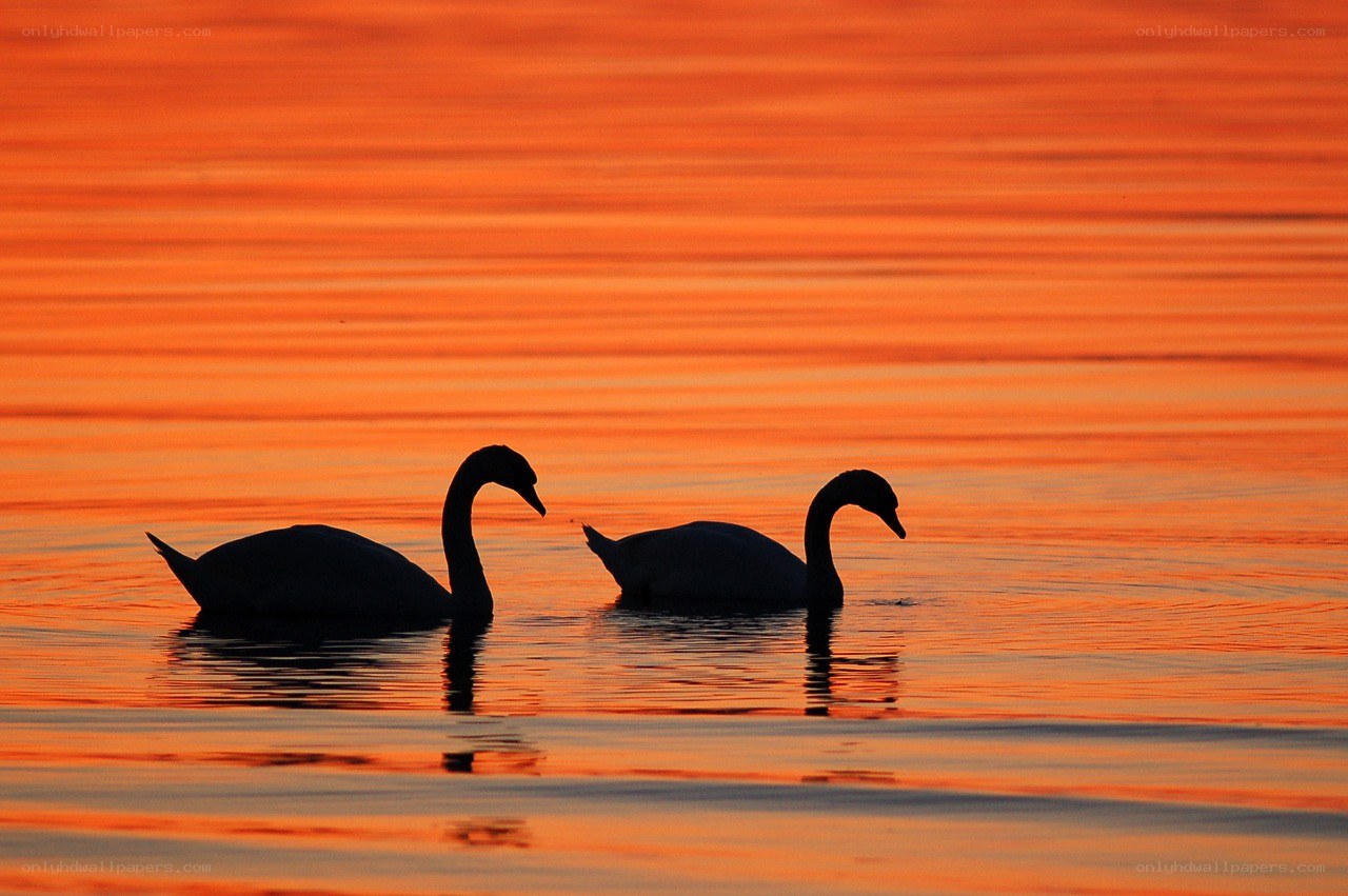 Swans at sunset on water