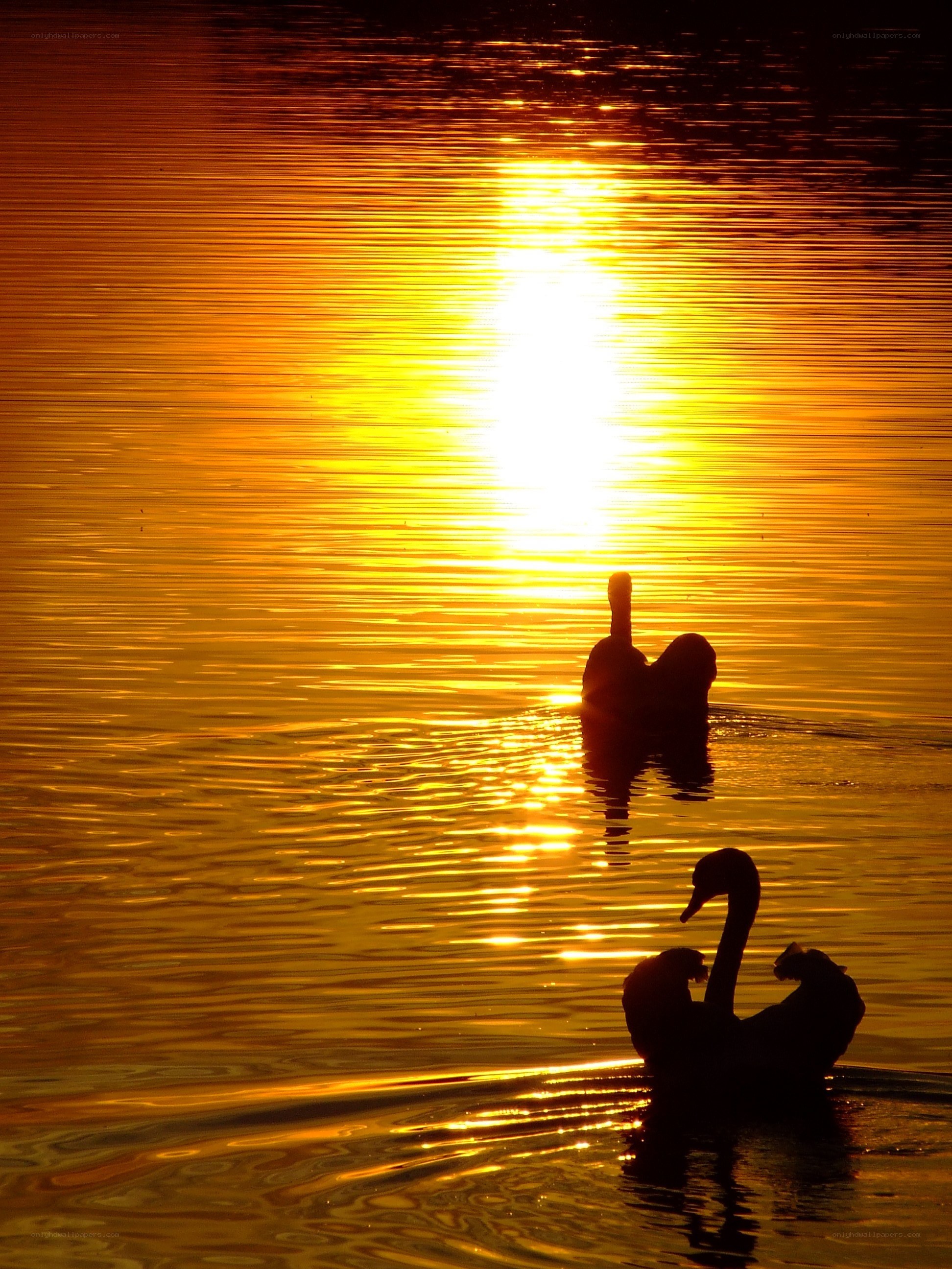 Swans at sunset on water