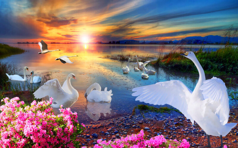Swans at Sunset