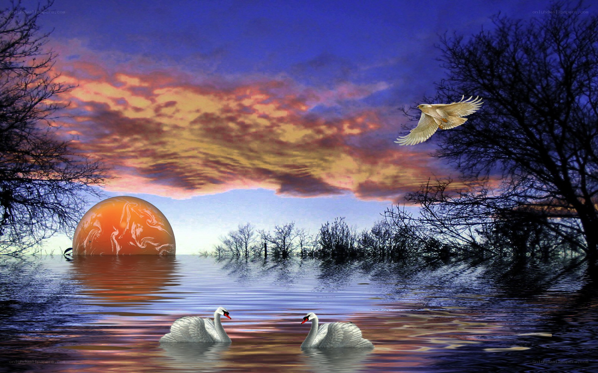 Swans at sunset with flying bird