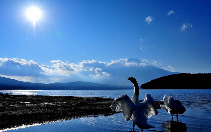 Swans by a lake with mountain