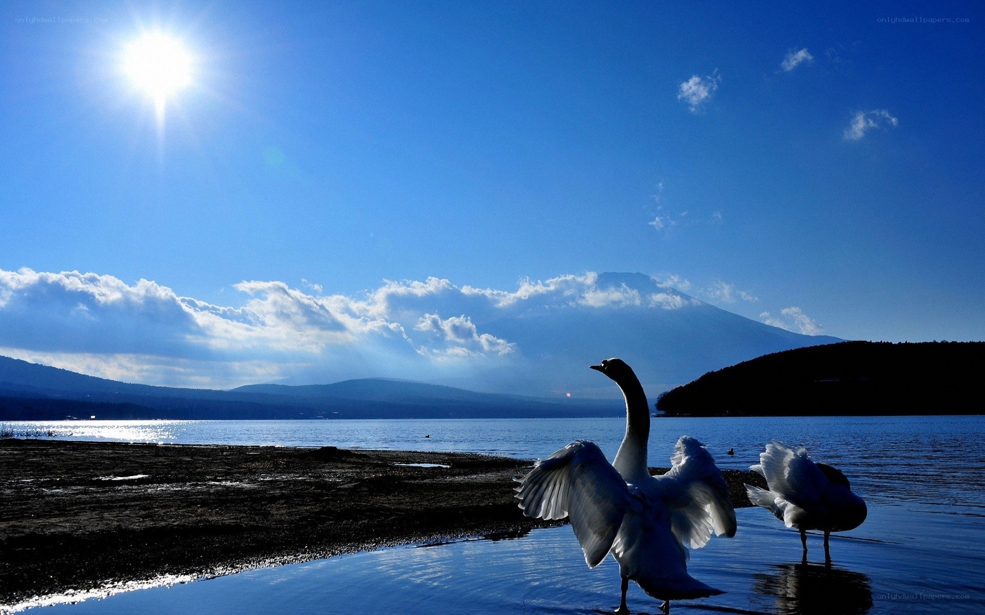 Swans by a lake with mountain