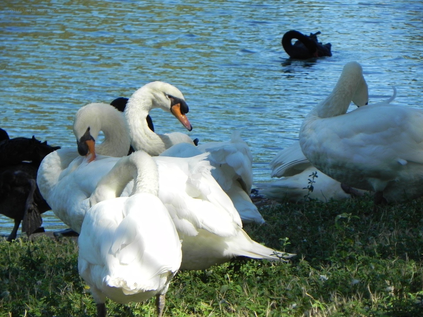 Swans by the water